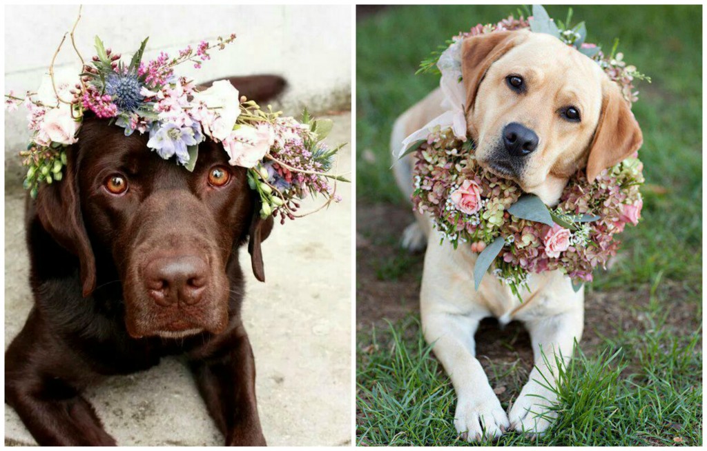 Floral Crowns For Your Dog