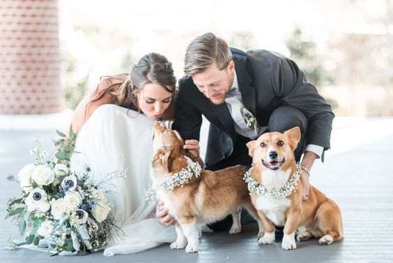 A bride and groom are bent down to two corgi dogs, one of the dogs is kissing the bride.