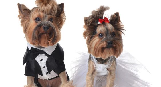 Two small Yorkshire terriers in a tuxedo and wedding dress