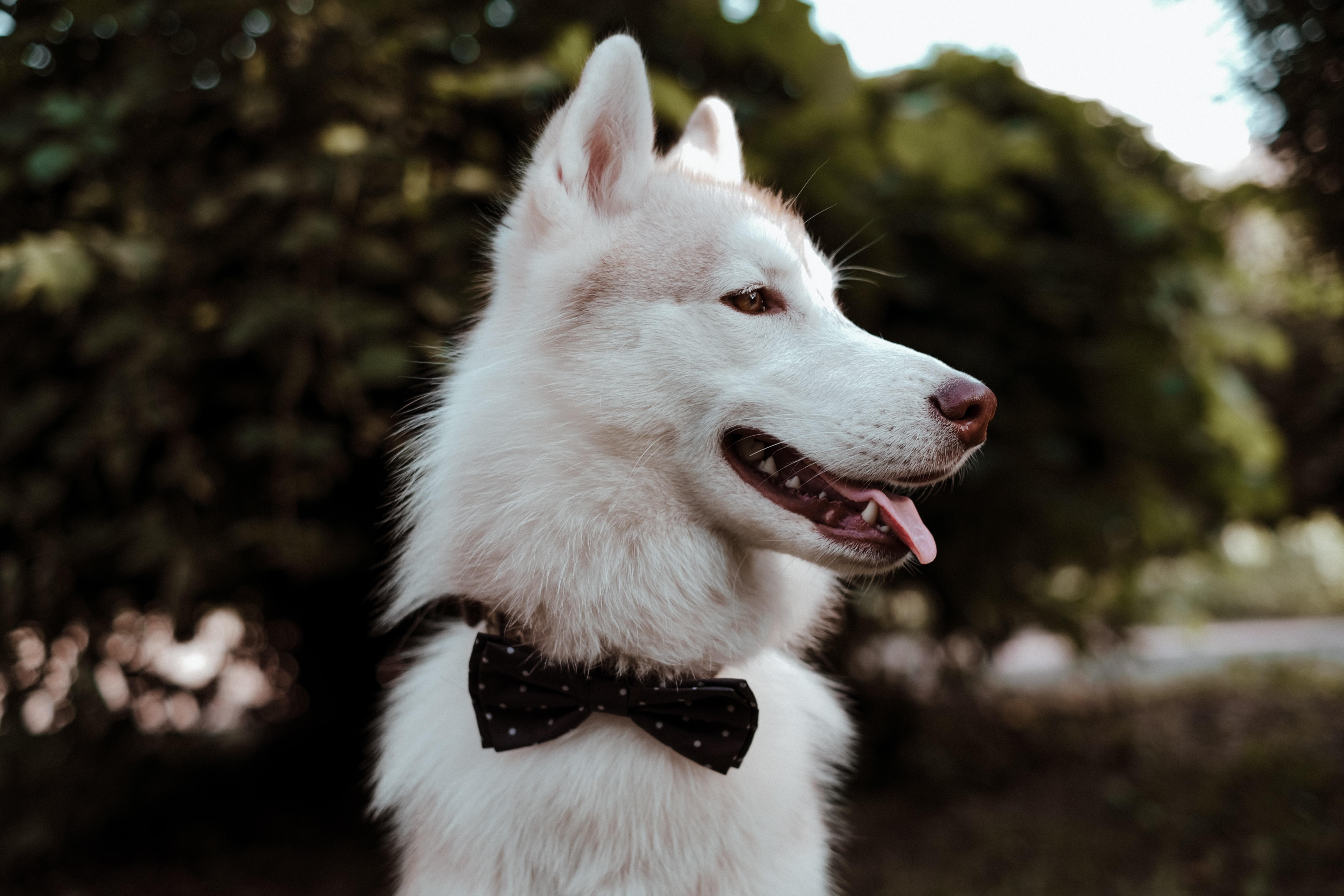 14 gorgeous wedding venues that are pet-friendly in Surrey and surrounds! surrey-pet-friendly-wedding-venues